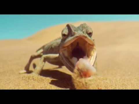 KAMELEON HD🦎 Kako lovi kameleon?// Chamaeleo namaquensis HUNT HD