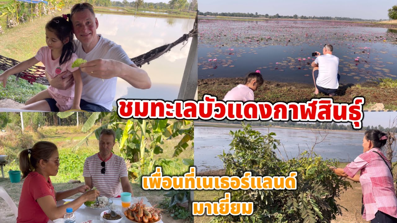 ไปดูทะเลบัวแดง ได้ใบขี้เหล็กกับสายบัวมาแกง เพื่อนที่เนเธอร์แลนด์มาเยี่ยม พาไปกินปลาเผาที่ฟาร์มกุ้ง