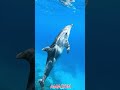 Wild Animals Of The World In 12K HDR | Ultra HD Nature Relaxation #shorts