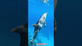 Wild Animals Of The World In 12K HDR | Ultra HD Nature Relaxation #shorts