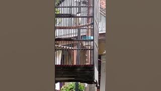 suara burung siberia blue robin