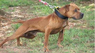 Is Gr Ch Airplane A Fake Grand Champion?