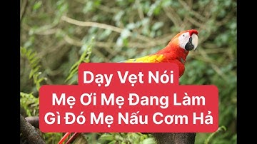 Dạy Vẹt Nói Mẹ Ơi Mẹ Đang Làm Gì Đó Mẹ Nấu Cơm Hả