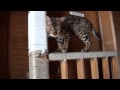 ベンガル猫のベン　猫のアスレチック　キャットウォーク　athletic cat