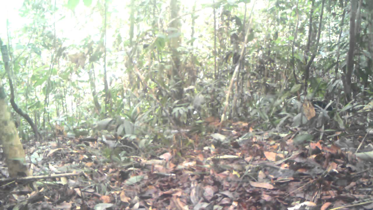 foundation brush คือ Mother and cub sun bears scamper on forest floor