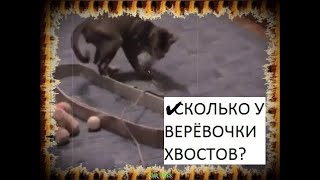 ✔СКОЛЬКО У ВЕРЁВОЧКИ ХВОСТОВ?