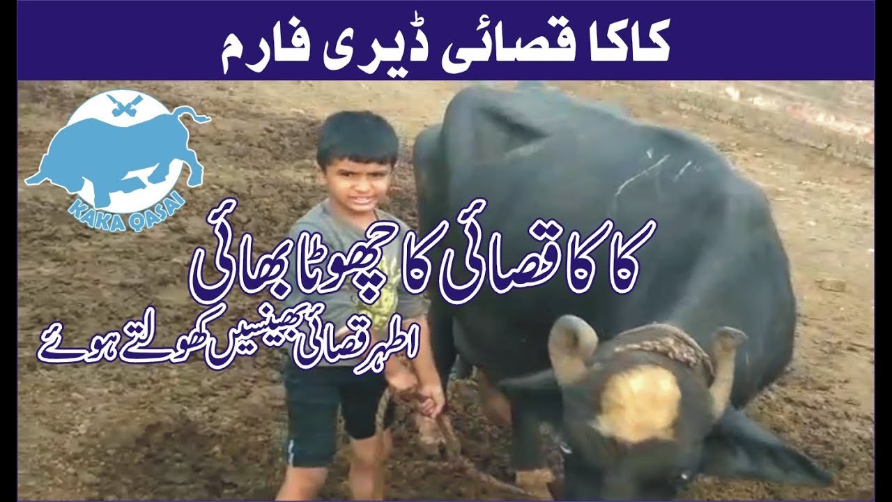 Kaka Qasai Dairy Farm Faisalabad YouTube