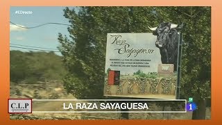 Raza Sayaguesa (Zamora). El prestigio de la carne. Repor TV