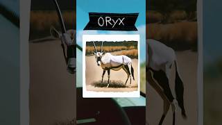 What is that Oryx doing? 🫣 #comedy