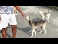 Stray Dogs Reaction To Us When We Coming Home || Shashimourya[2020]