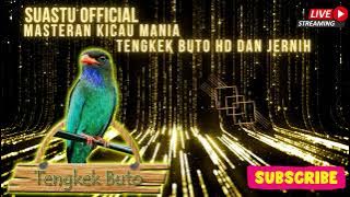 MASTERAN TENGKEK BUTO HD JERNIH #tengkekbuto #masteringbird #masteran #shorts #tengkek #jernih