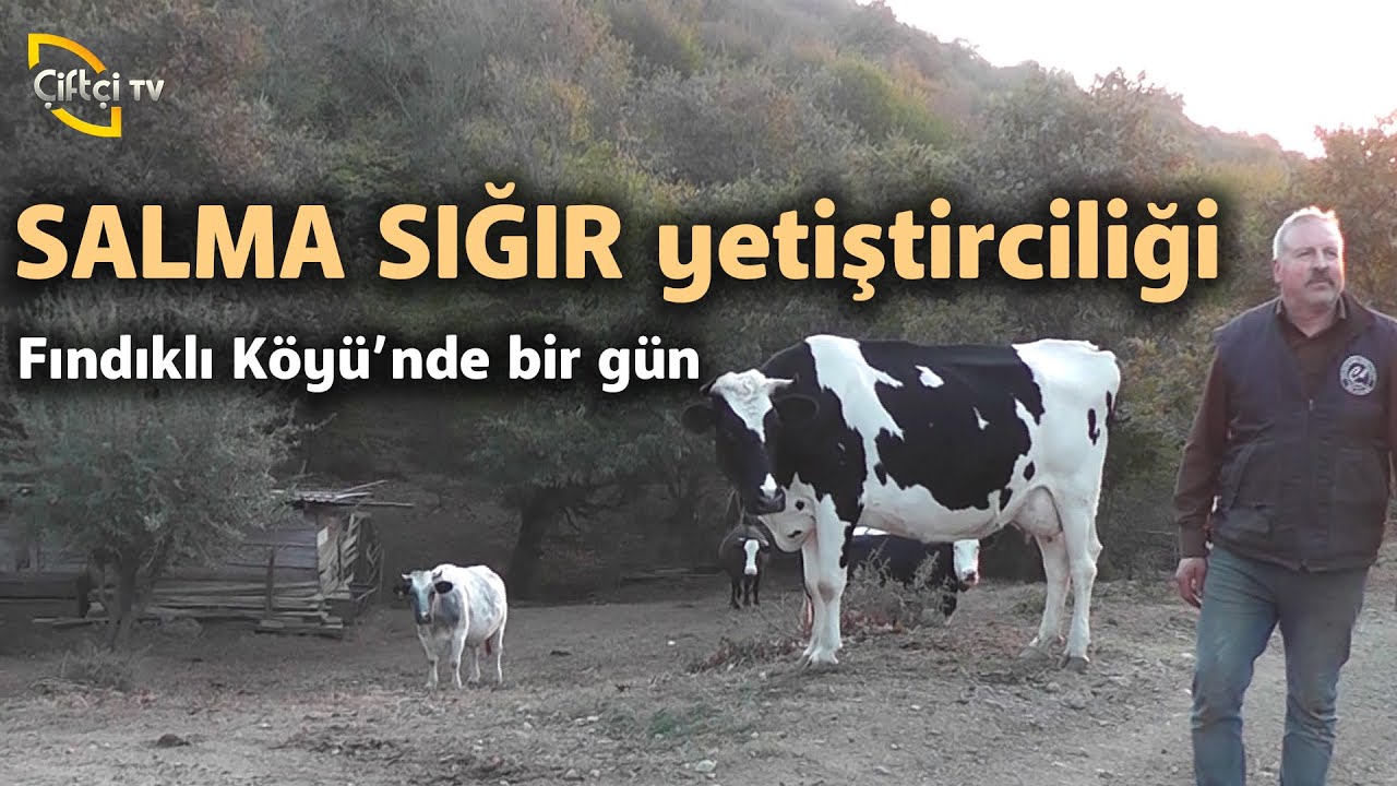 Salma Sığır Yetiştiriciliği Hakkında Konuşuyoruz! - Çobanla Baş Başa