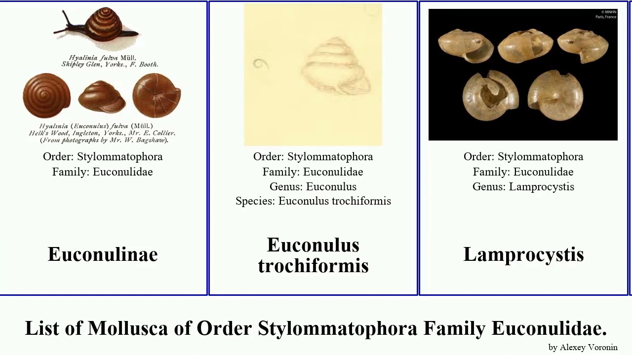 List of Mollusca of Order Stylommatophora Family Euconulidae. microcystis castanea compacta Ellie