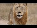 Nomadic Male lions show up at Buffalo carcass!! Watch till end!!