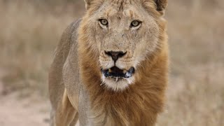 Nomadic Male lions show up at Buffalo carcass!! Watch till end!!