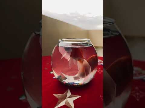 من رواية جارية فى ثياب ملكية للكاتبة نرمين نحمد الله