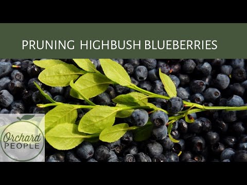 Video: Thông tin vềHighbush Blueberry - Tìm hiểu về cách trồng Highbush Blueberries