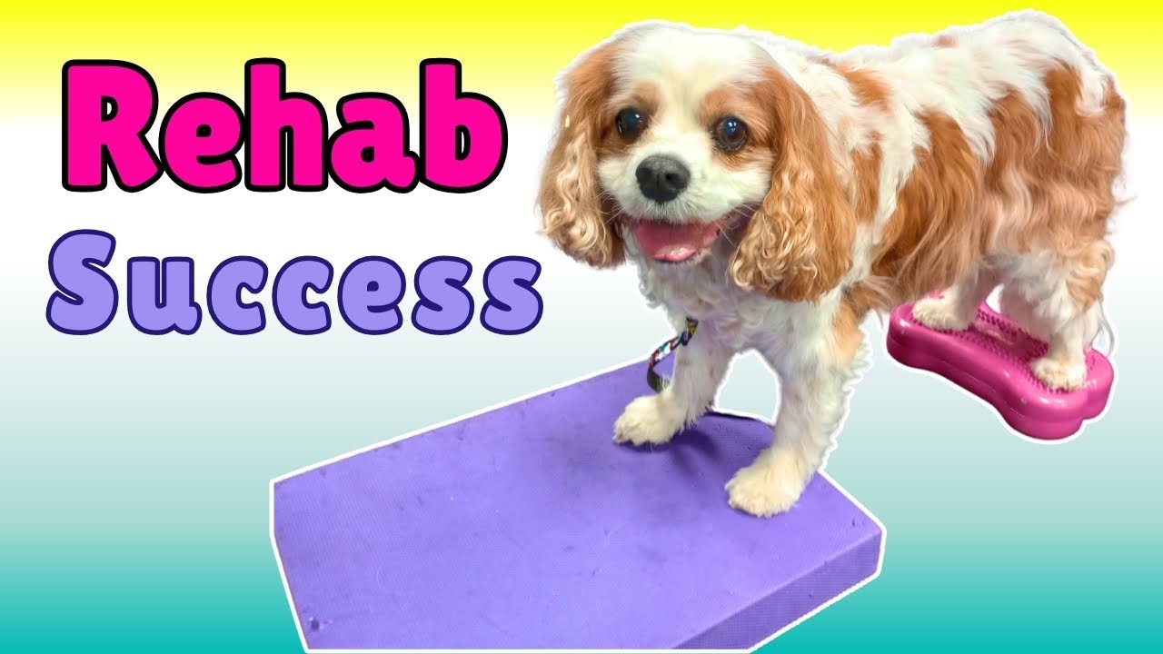 Senior Cavalier King Charles Spaniel Rehab For Chiari Malformation Photo Inspiration