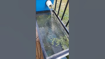 30 days into my mini aquaponics system build (I