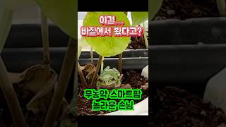 무농약스마트팜 손님🐸 #청개구리 #바질 #무농약 #ESG #건강정보 #자연 #스마트팜 #울산 #청년 #농부 #여성 #귀농 #농사 #일기 #허브 #청년창업 #농업 #법인 #프랑스팜
