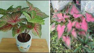 Cách trồng và chăm sóc cây môn màu | How to care for caladiums