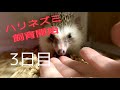 ハリネズミ飼育開始3日目ベタ慣れ目指して初めてのミルワーム