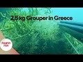 25 kg grouper in greece my memorable spearfishing adventure