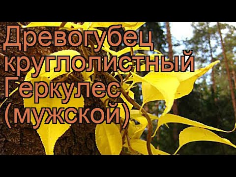 Древогубец круглолистный Геркулес (мужской) 🌿 обзор: как сажать, рассада древогубца