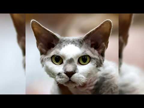 Video: Devon Rex: Foto Del Gato, Precio, Naturaleza Y Descripción De La Raza, Opiniones De Los Propietarios, Cómo Elegir Un Gatito En El Criadero, Cuidado De Mascotas