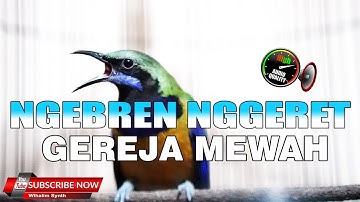 MASTERAN MURAI BATU DAHSYAT ISTIMEWA NGEKEK NGEBREN GEREJA PANJANG - CUCAK CUNGKOK GACOR
