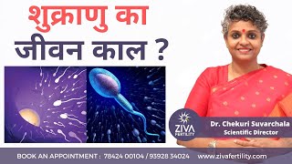 Lifespan Of A Sperm शकरण क जवन कल ? Male Fertility Tips Dr Chekuri Suvarchala