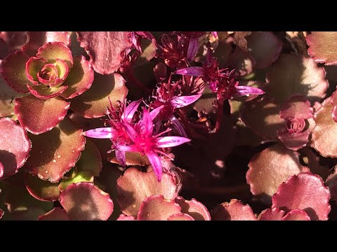 Video: Sedum 'Dragon's Blood' Variedad - Cultivo de Dragon's Blood Sedum en jardines