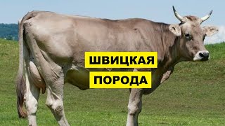 Швицкая порода крс плюсы, минусы и особенности | Швицкая корова | Молочное и мясное скотоводство screenshot 4