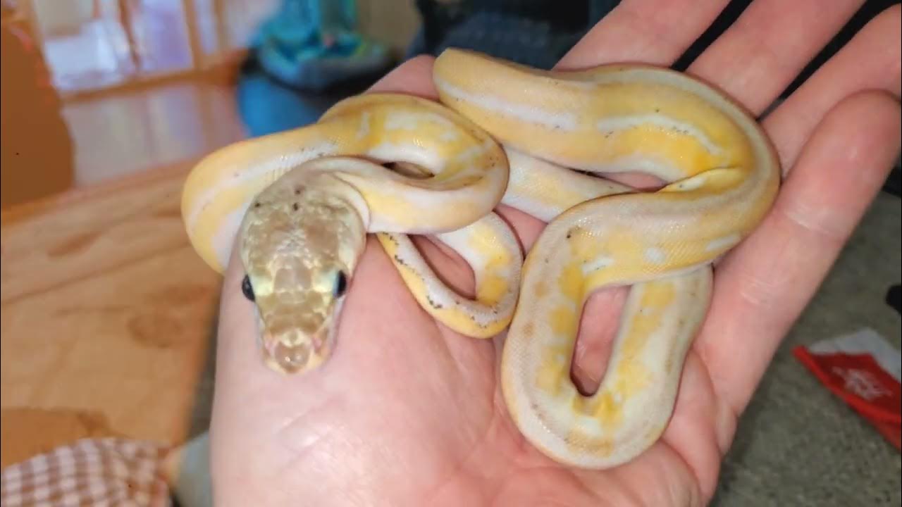 Dwarf reticulated python - YouTube