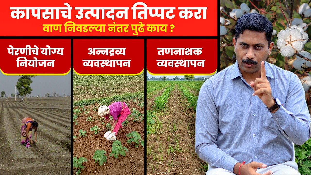 Kapus लागवडीपूर्वीचं संपूर्ण नियोजन | Cotton Farming | कापूस लागवड #agrostar #farming