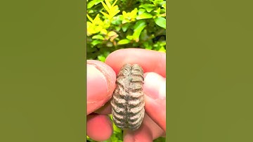 Here’s an outstanding example of a Schlothemia ammonite fossil! This is one of the very first ammoni