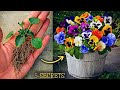 5secret tips for pansy plant care  get 100 pansy flowers this way