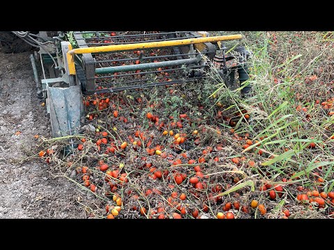 REKOR BU TARLADA DEKARDA 16 TON DOMATES HASADI