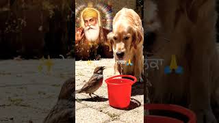 ✨🌸#waheguruji #blissfulgurbani #gurbanishabad #satnamwaheguru #wahguru #gurbani #viral #ytshorts #yt