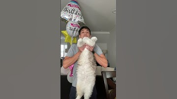 Does Sushi pass the ragdoll cat test?