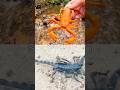 Learn Bug Insect Names for Kids at the Small Waterfall: Praying Mantis Scorpion Grasshopper