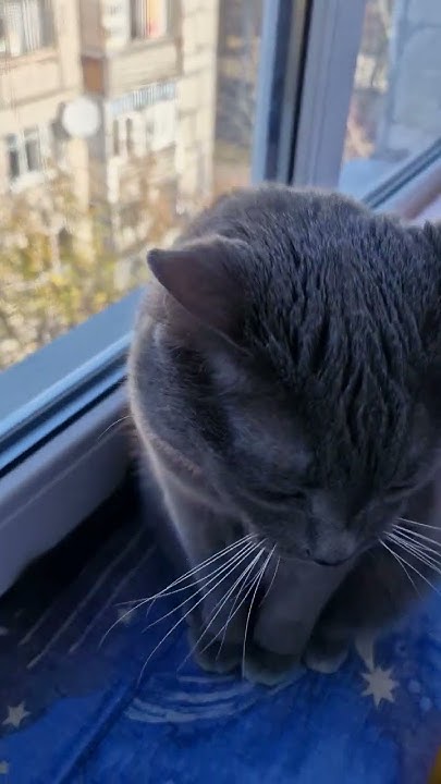 #161 Боня #безкотажизньнета #приколыскотами - YouTube