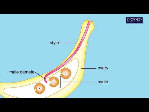 Wideo: Podczas zapylania ziarna pyłku lądują?