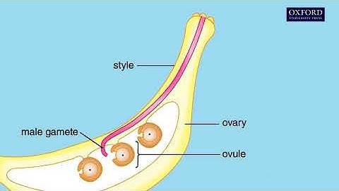 Animation 12.3 Germination of pollen grains and fertilization