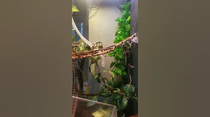 How do chameleons talk?