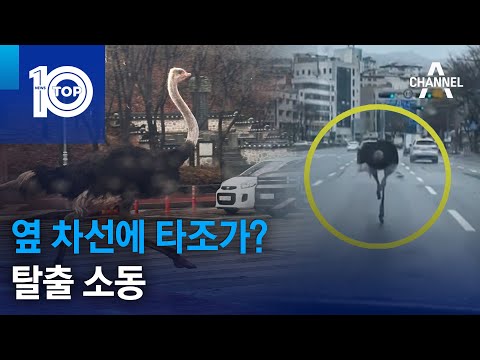 옆 차선에 타조가?…탈출 소동 | 뉴스TOP 10