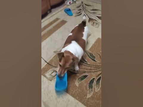 игры с тапочком #домашниеживотные #собаки #игры #весело - YouTube