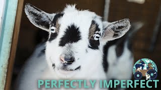 Our Rescue Animals Are Perfectly Imperfect | Fabled Farms