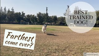 This is the BEST TRAINED DOG!!! by Raising Up Aussies 269 views 3 years ago 7 minutes, 2 seconds