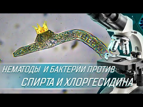 СПИРТ И ХЛОРГЕКСИДИН ПРОТИВ НЕМАТОДЫ | ВЫЖИВУТ НЕМАТОДЫ ПОСЛЕ ОБРАБОТКИ АНТИСЕПТИКОВ